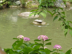 大宰府天満宮の池の亀に咲き始めの紫陽花（オタクサ）