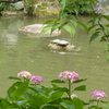 大宰府天満宮の池の亀に咲き始めの紫陽花（オタクサ）