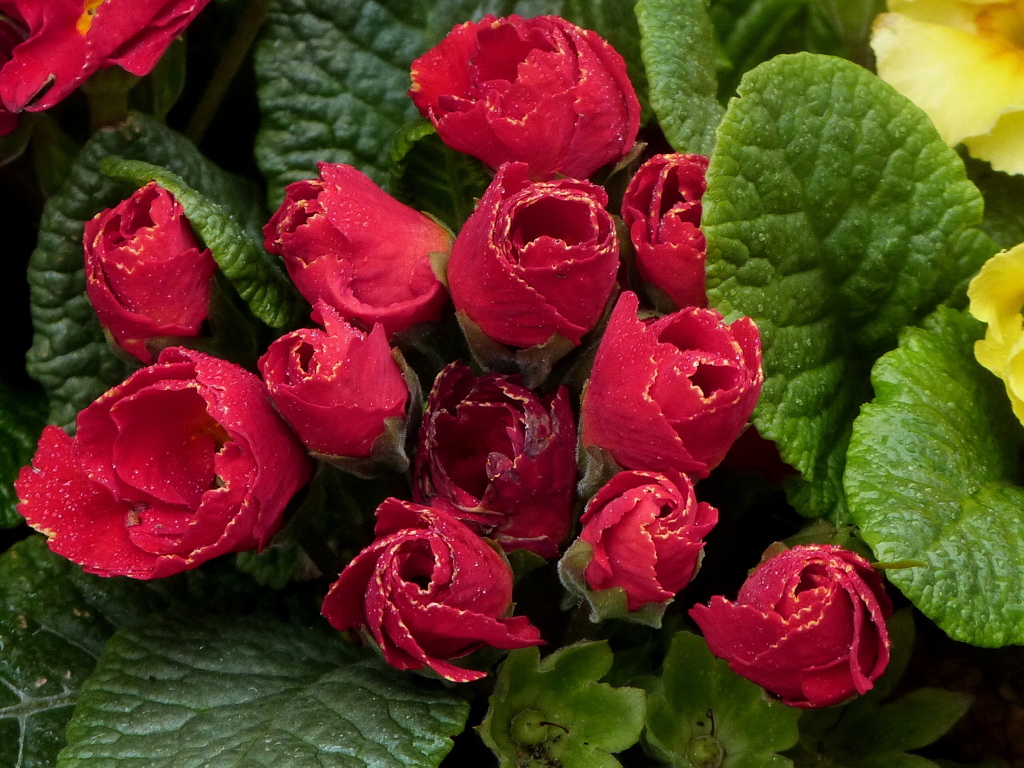 ガーデンプリムラも蕾んで