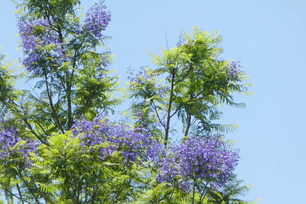 都内のヒートアイランド化、ジャガランタ