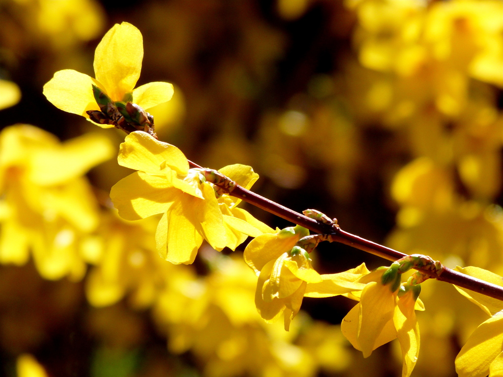 隅田川沿いの満開のレンギョウ