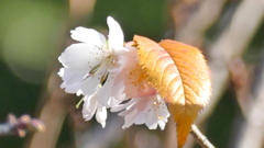 向島の十月桜と葉の紅葉