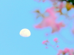 月と桜
