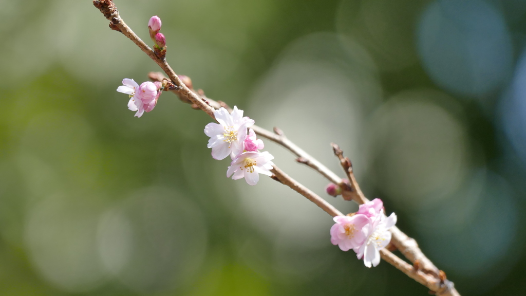 春にも咲く八重の十月桜