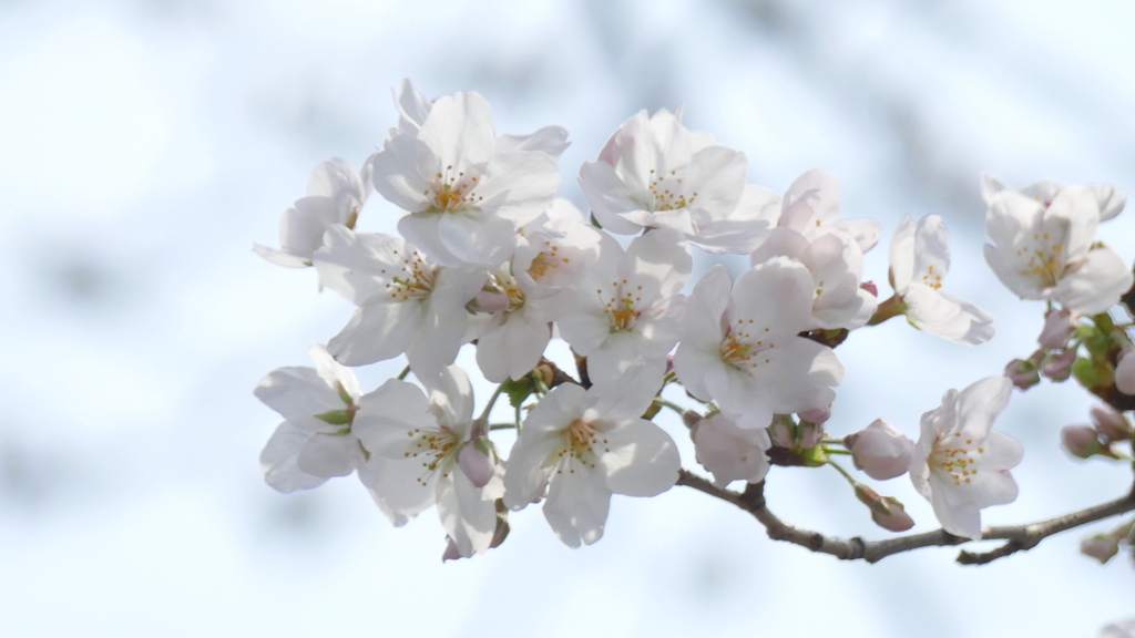 千住のソメイヨシノ