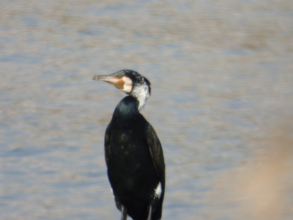 荒川のカワウ