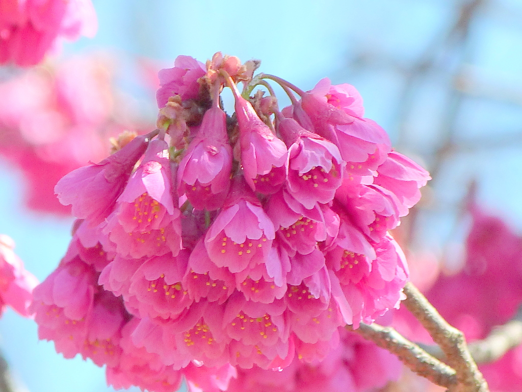 千草園のカンヒザクラ