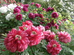 西新井大師の牡丹０２