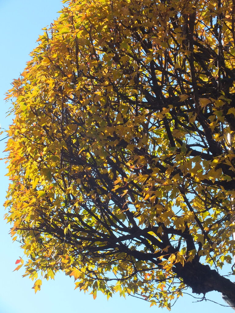 クリスマスの陽光の街路樹