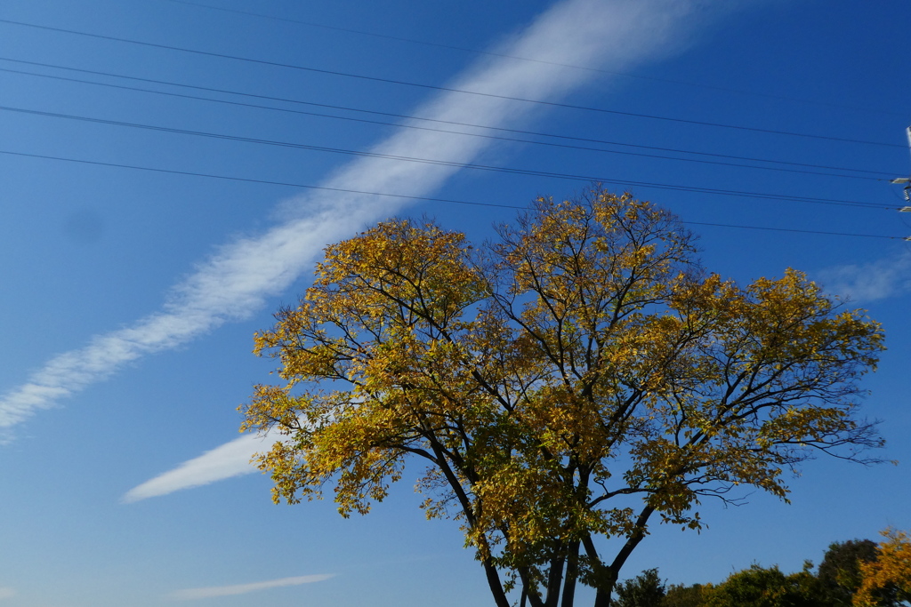 河原のエノキと雲を撮ってみた