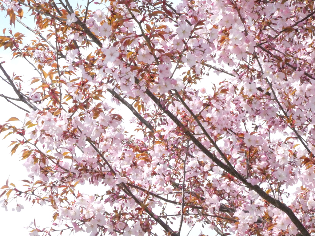 田端八幡の街路樹の一重咲きの仙台屋桜