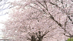 隅田川沿いのおおかんざくら