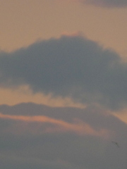 都内からとった富士山の雲海??
