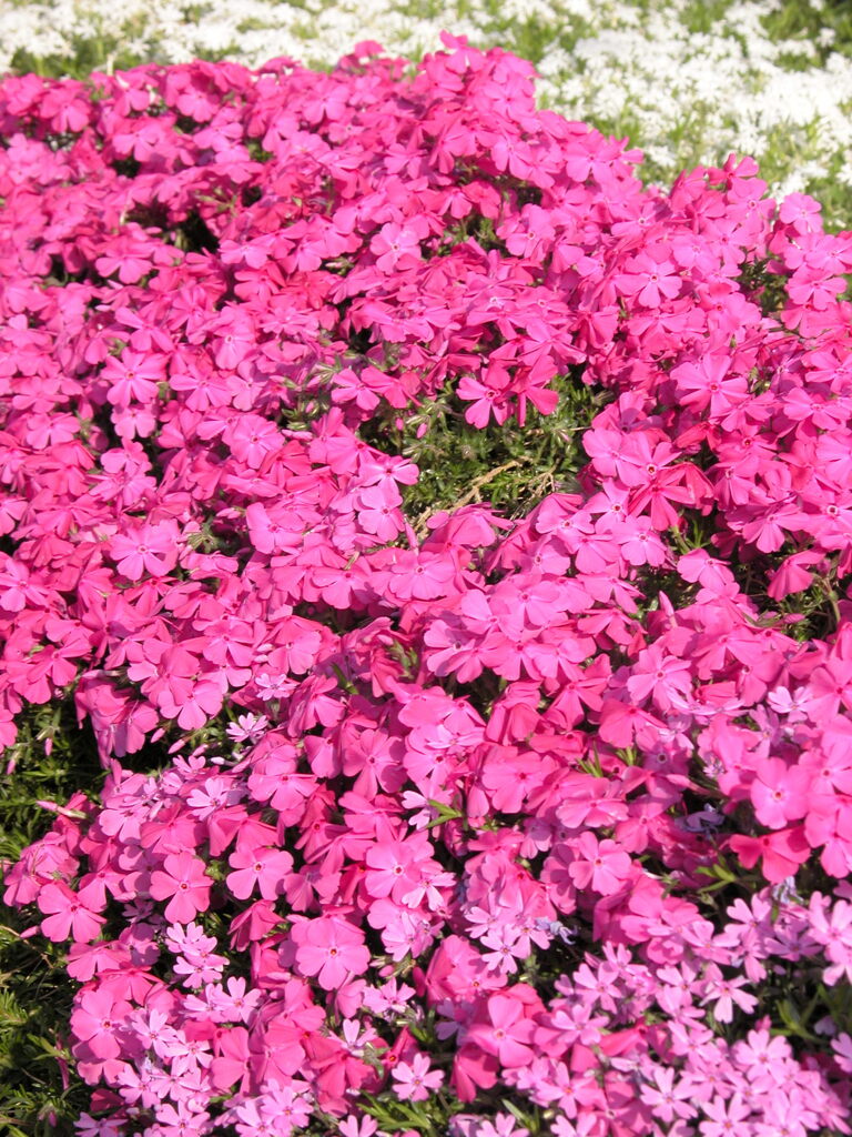 西新井大師の芝桜