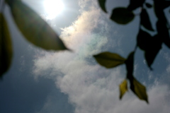 葉っぱの間の彩雲