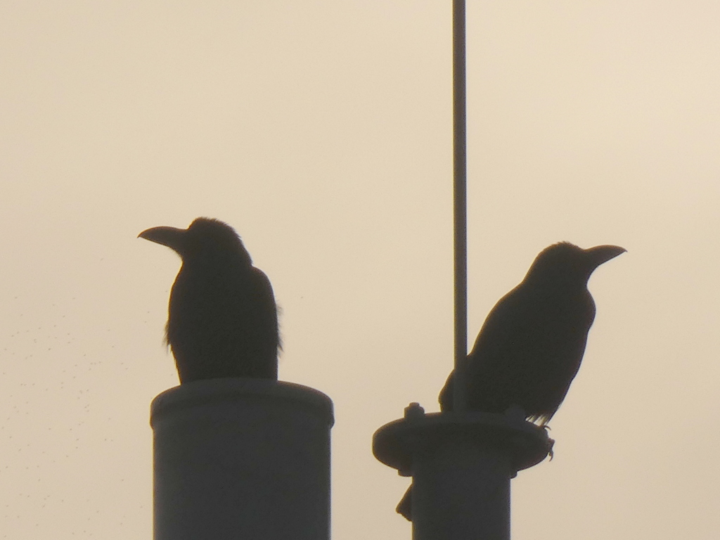 荒川土手から薄い夕日の2羽のハシブトガラスのシルエット