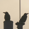 荒川土手から薄い夕日の2羽のハシブトガラスのシルエット