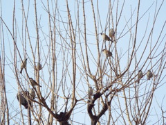 尾竹橋通りの沿道の唐楓の雀達