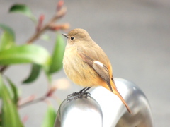 はるつげどり