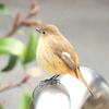 はるつげどり