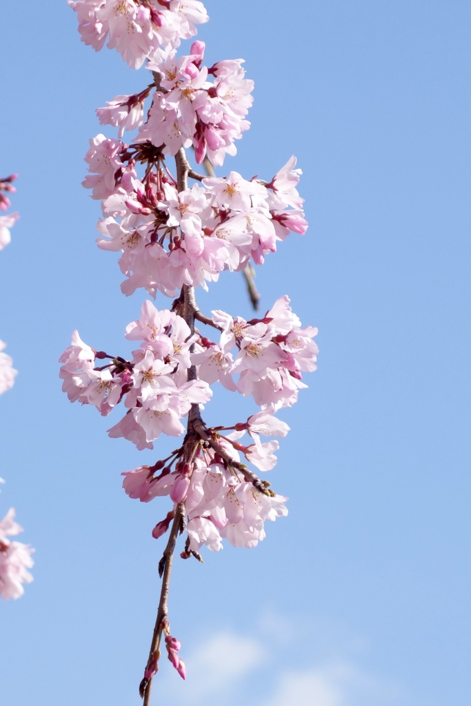 青空と紅枝垂桜
