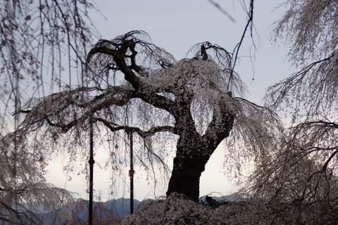 秩父の青雲寺の枝垂桜