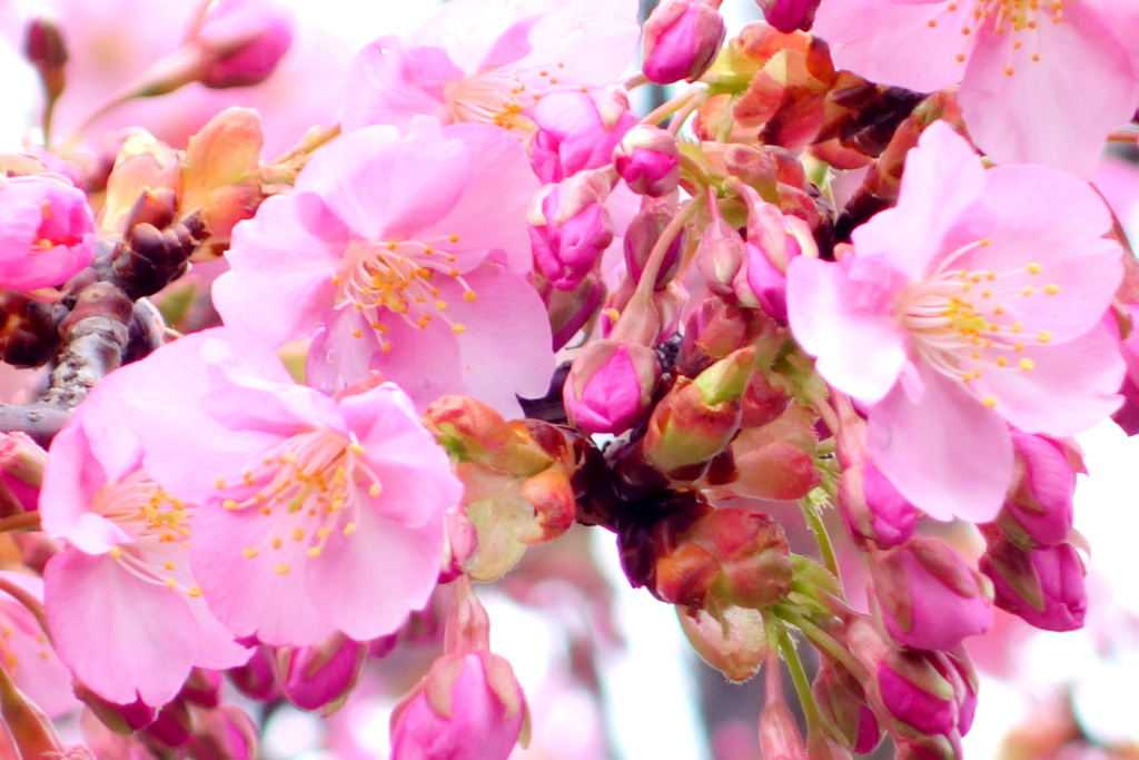 荒川区役所公園の河津桜２