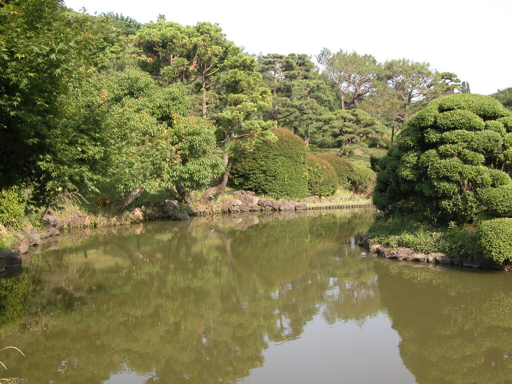 小石川植物園の池２