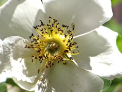 ナニワイ薔薇の蕊