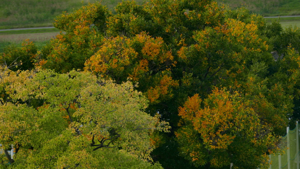 荒川河岸の紅葉