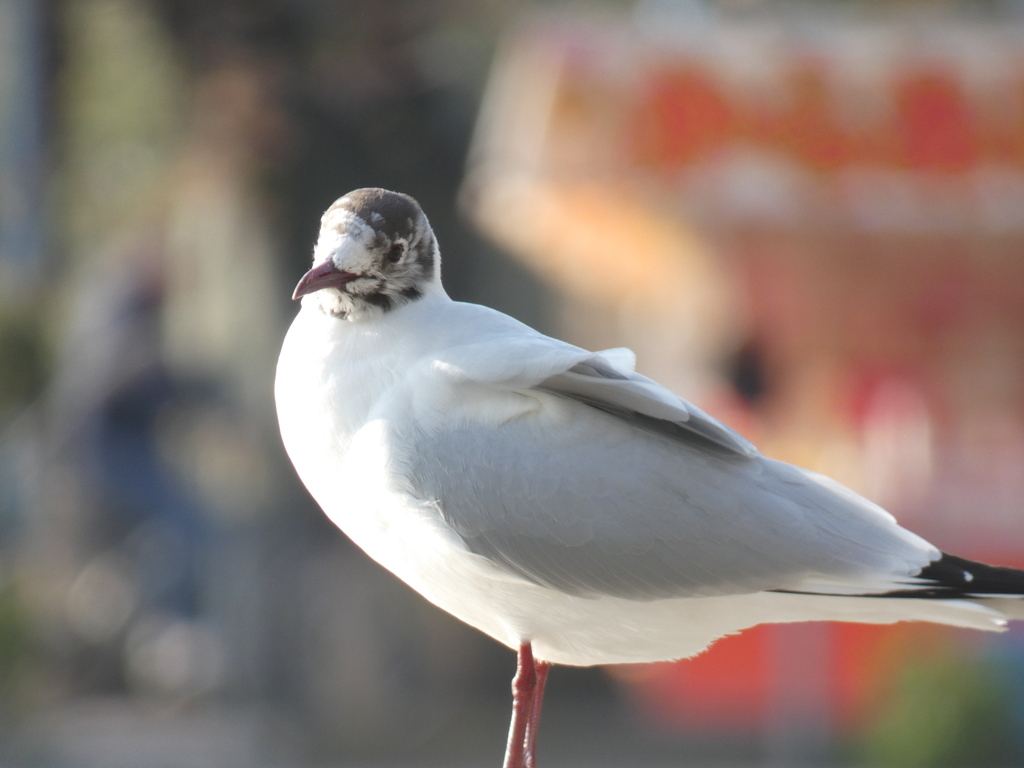 夏羽に変わるユリカモメ