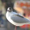 夏羽に変わるユリカモメ