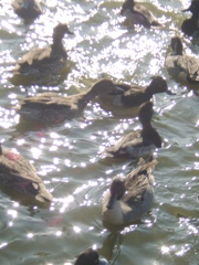 不忍池の逆光の水鳥たち