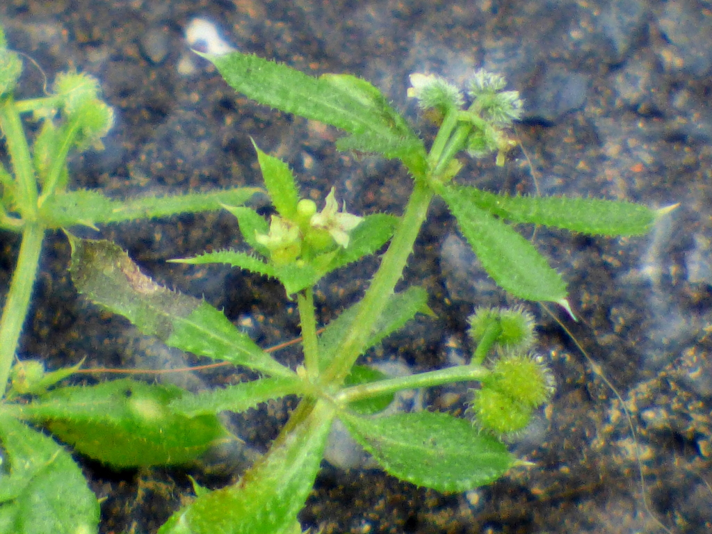 ケヨツバムグラ