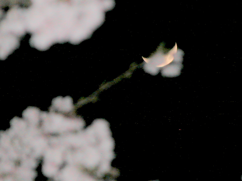 夜桜に隠された月と宵の明星