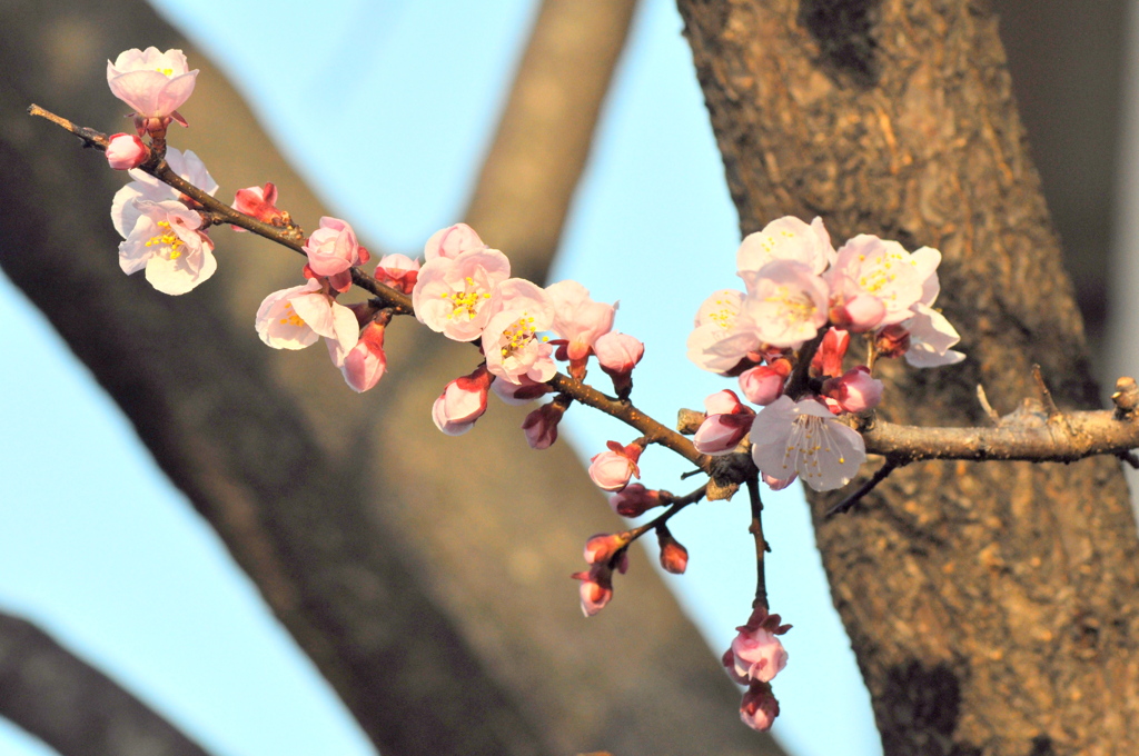 千住桜木からの夕日を浴びる元町の杏の花咲いてました。
