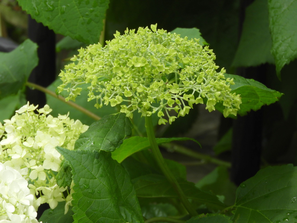 アナベル紫陽花