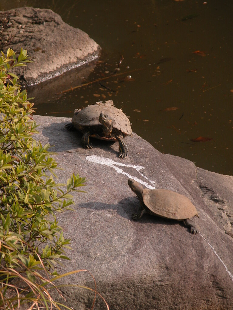 旧古川庭園の池で亀さん