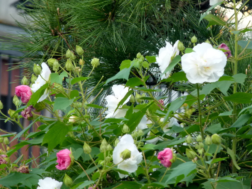 近所の庭の酔芙蓉