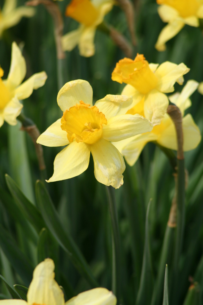 山梨北杜市の実相寺のラッパスイセン