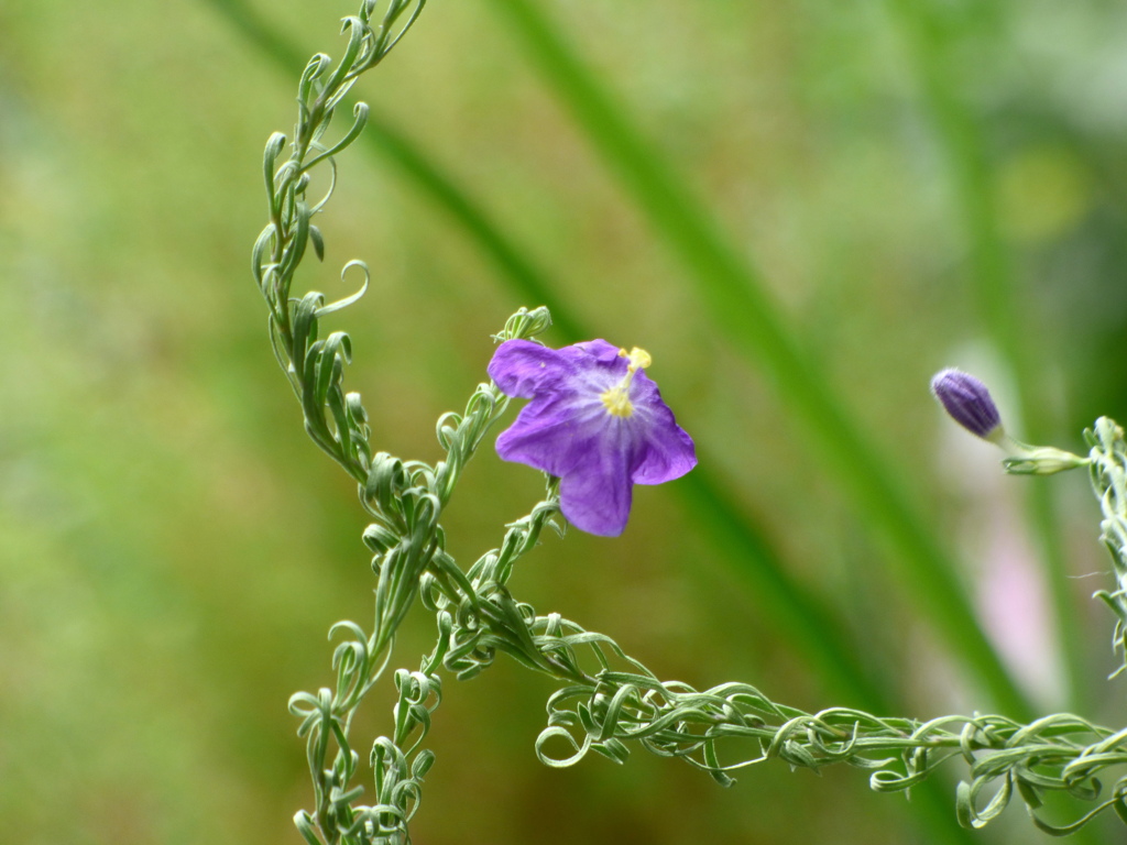 ニーレンべルギア