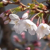 千住桜木のソメイヨシノ