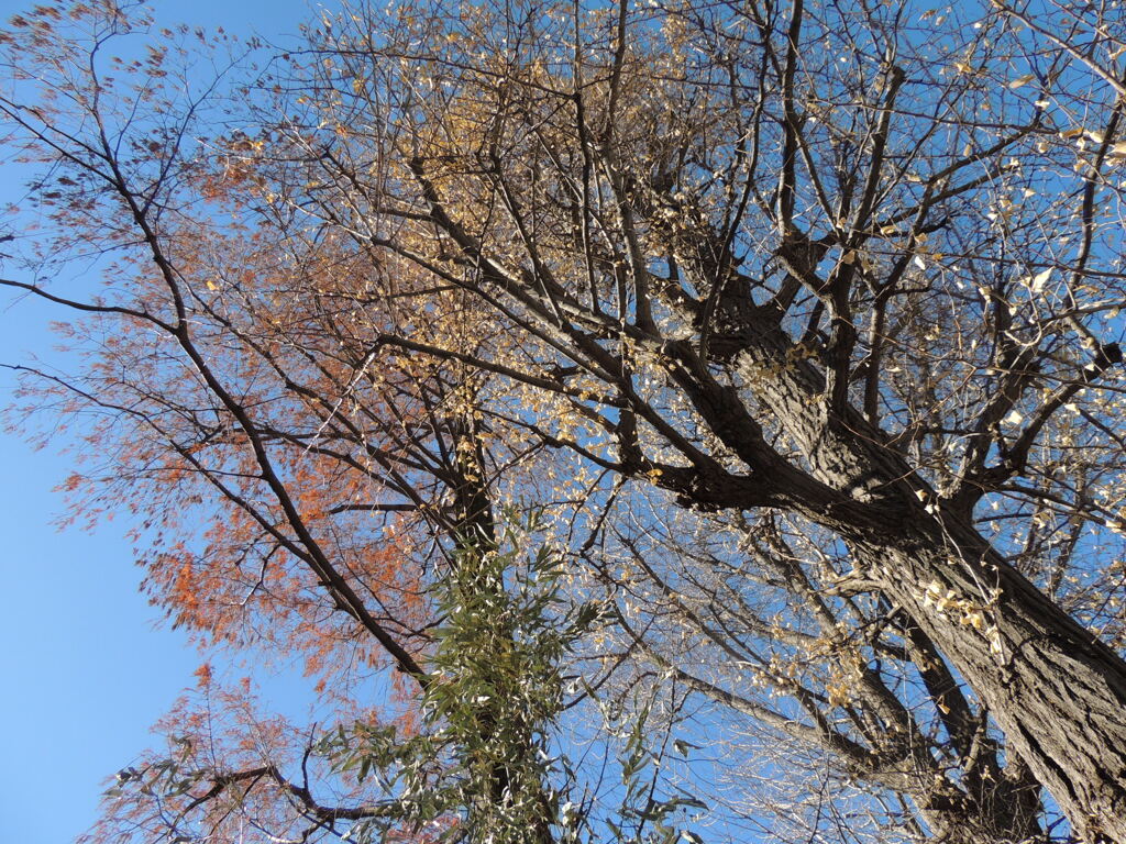千住の本社の氷川神社の’23元日のイチョウとラクウショウ