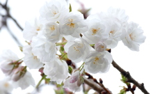 里ザクラの白妙