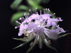 真夏のブルーレースフラワー