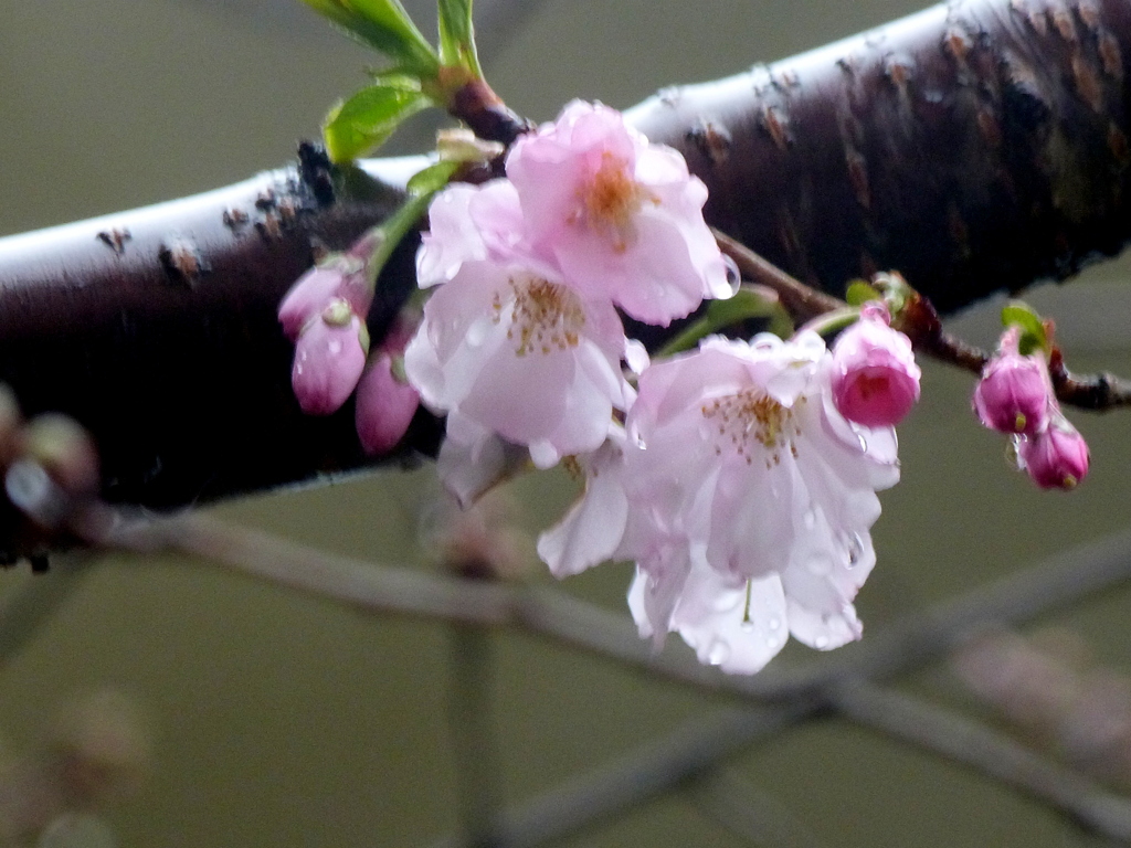 あ雨の日の墨田公園のアーコレード桜
