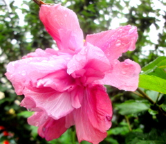 雨の街路のムクゲ