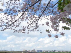 千住都民タワー千住新橋土手側の咲きそろった一葉桜