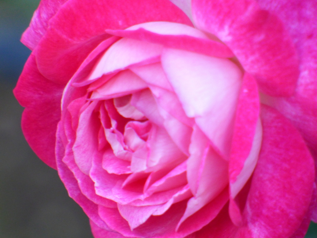 薔薇・聖火