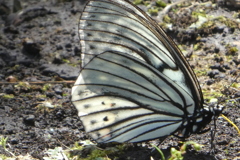 チョウは花の上だけではない、アカボシゴマダラ